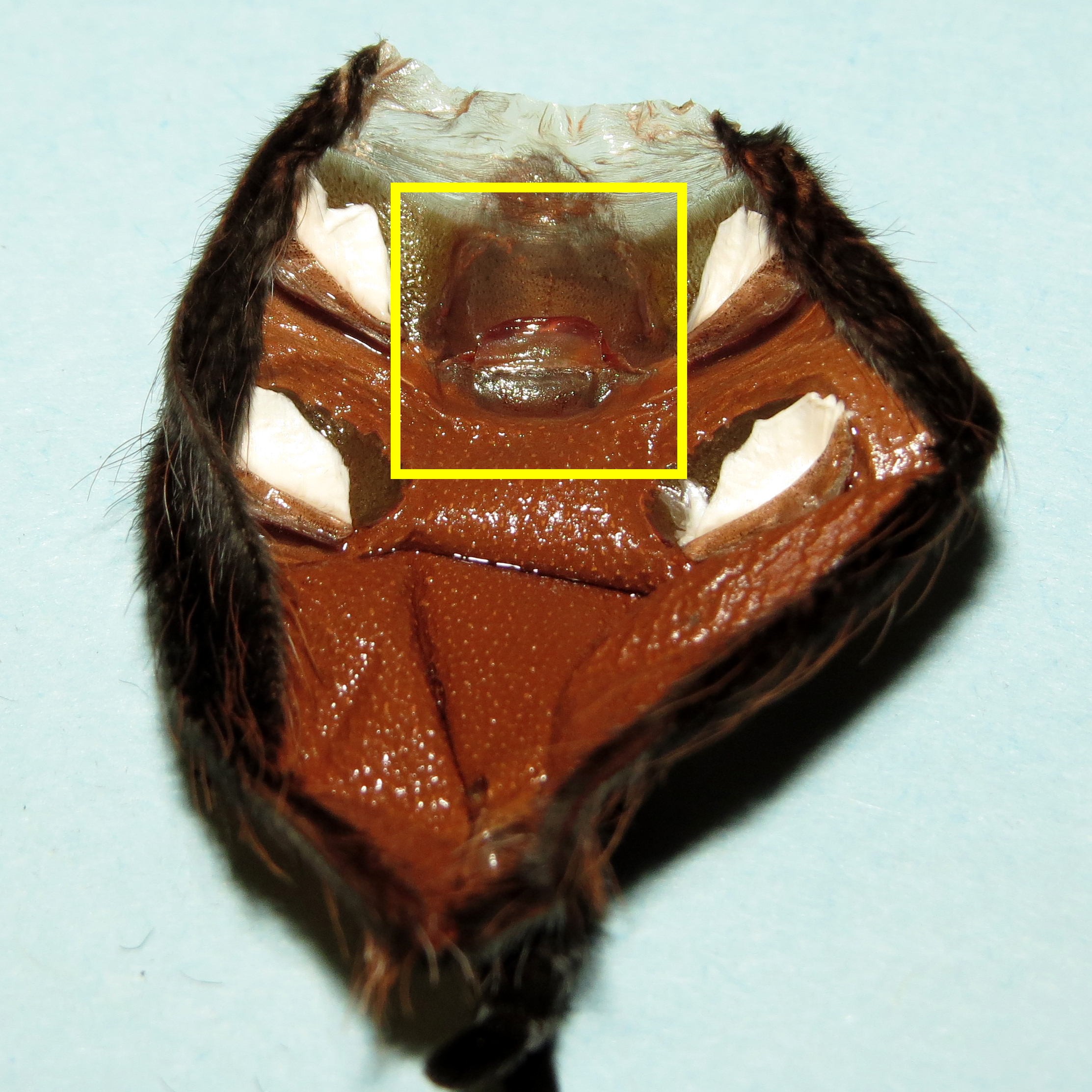 4.5" Female Brachypelma emilia [molt sexing] [1/2]