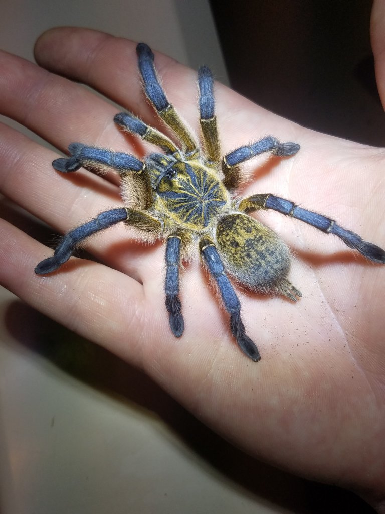 ~4.5" H. pulchripes