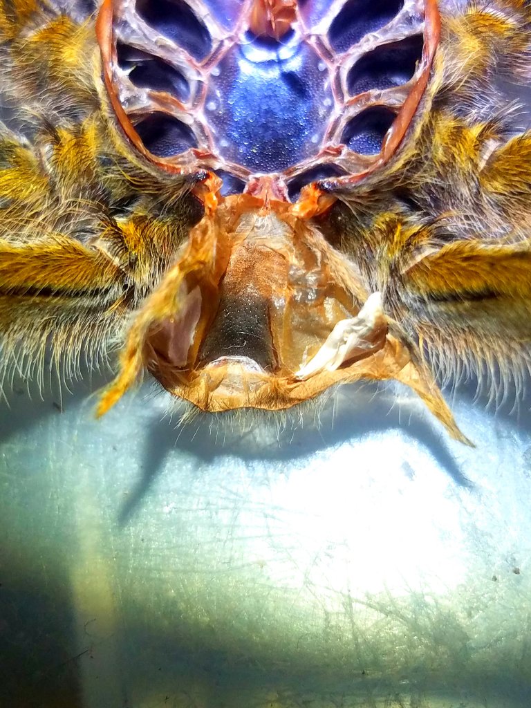 4.5" Harpactira pulchripes