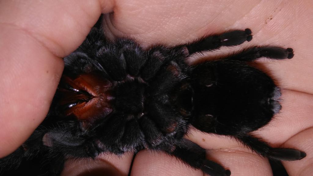 4.5+&quot; Grammostola pulchra -- original photo