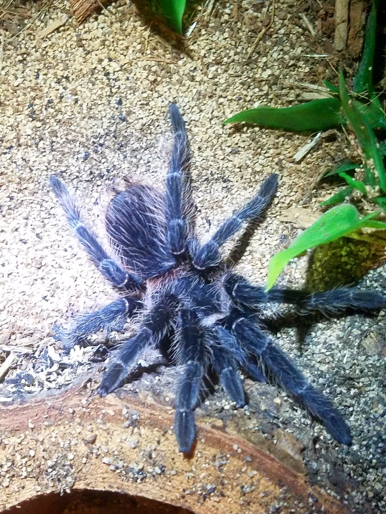 4.5" Suspect Male L. parahybana