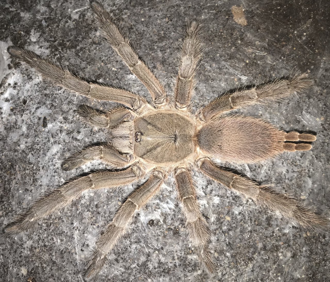 4.75”-5.25” Female Chilobrachys huahini (Asian Fawn Tarantula)