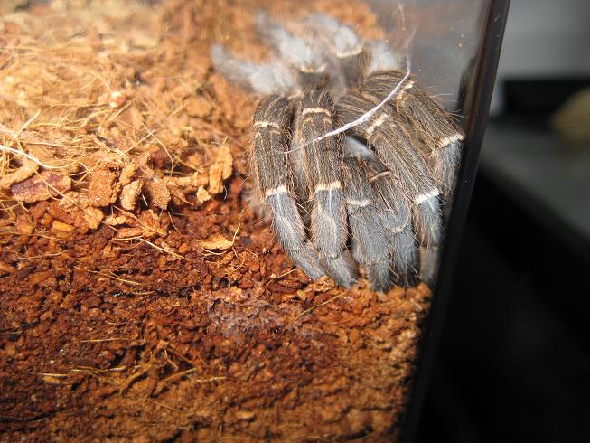 ~4" A sp Guatemala