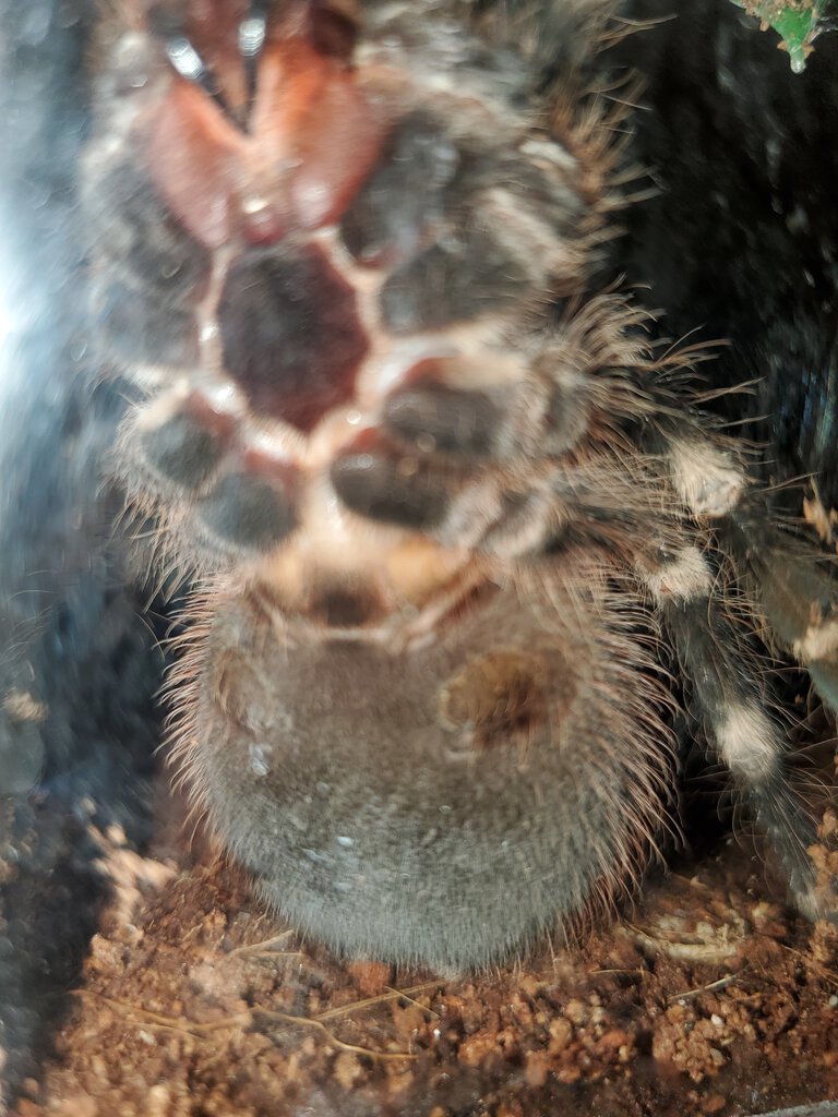 4" Acanthoscurria geniculata [ventral sexing]