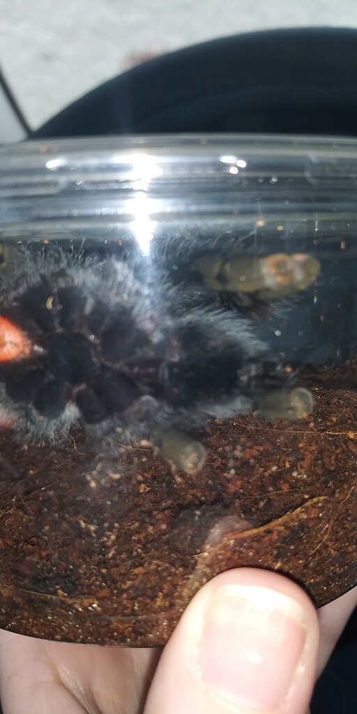 4" Avicularia avicularia [ventral sexing] [1/6]