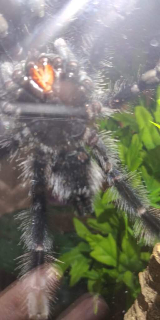 4" Avicularia avicularia [ventral sexing] [4/6]