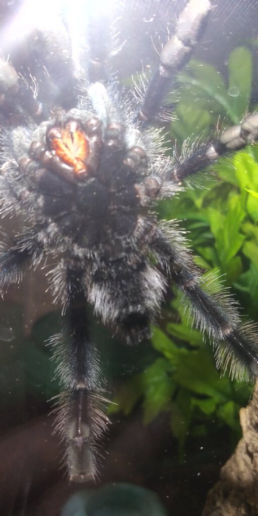 4" Avicularia avicularia [ventral sexing] [5/6]