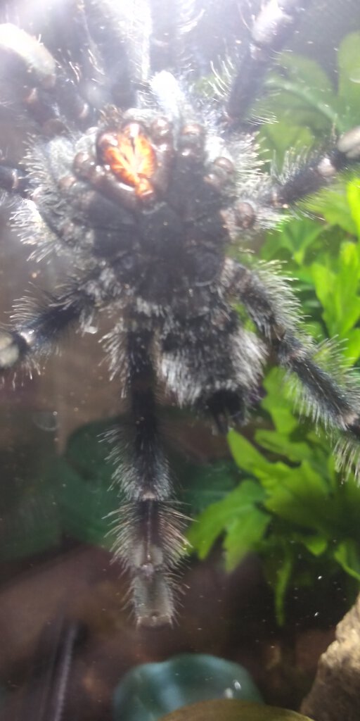 4" Avicularia avicularia [ventral sexing] [6/6]