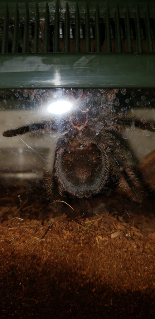 4" Brachypelma albopilosum