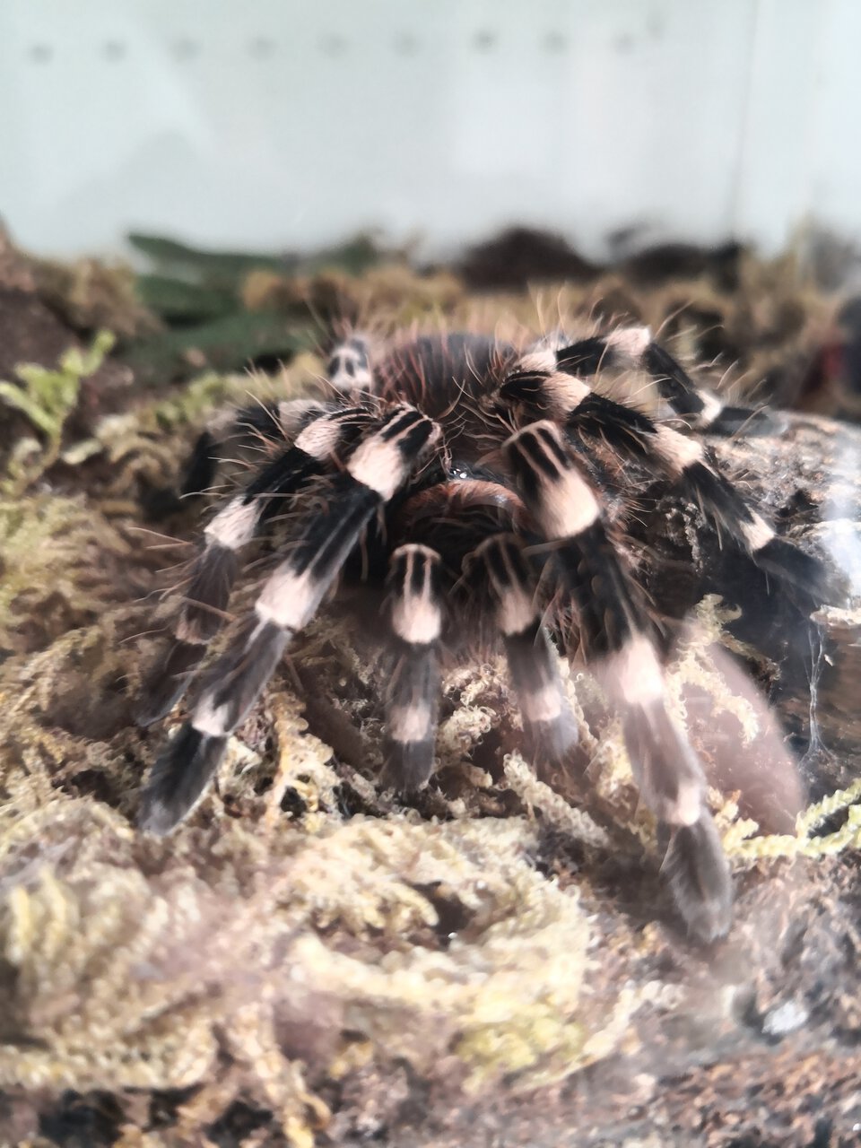 4" Female Acanthoscurria geniculata