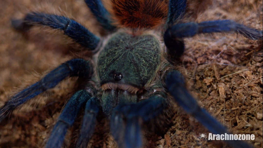 4" GBB 0.1 close up