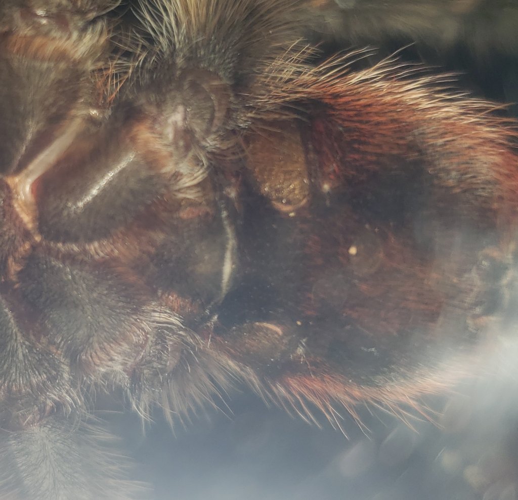 4"+ Grammostola iheringi