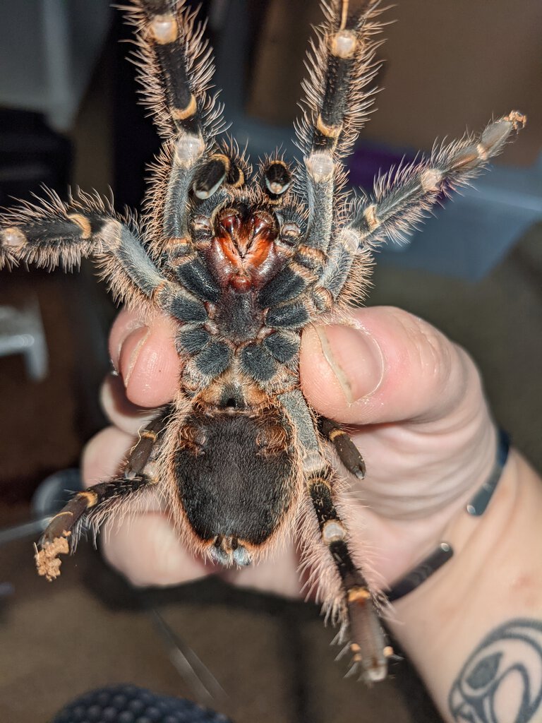 4" Grammostola pulchripes