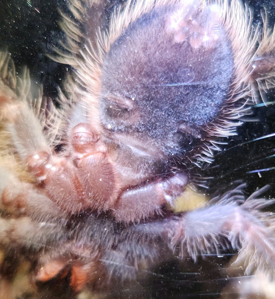 4 inch Lasiodora Parahybana