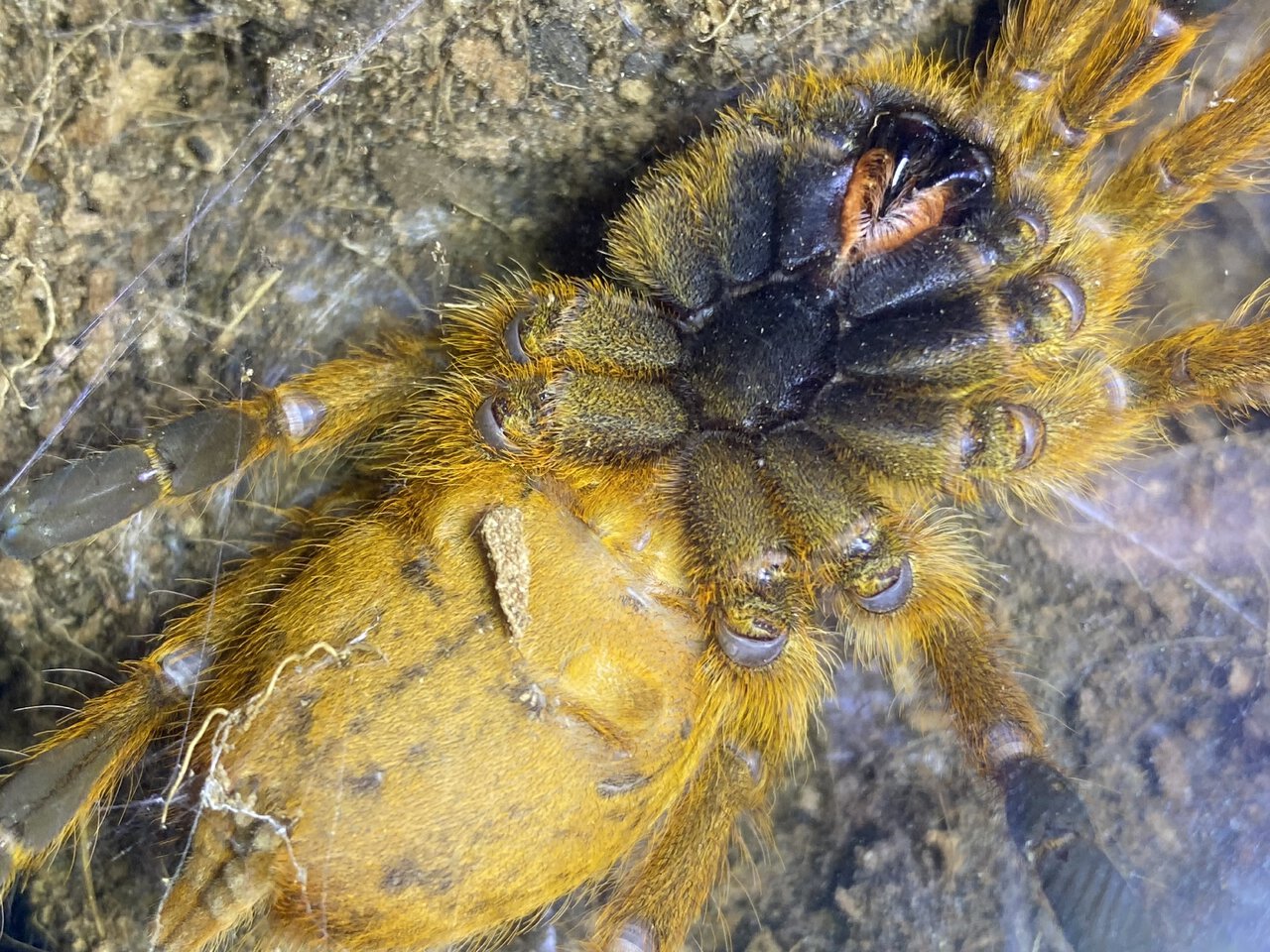 4 inch Pterinochilus murinus “obt”