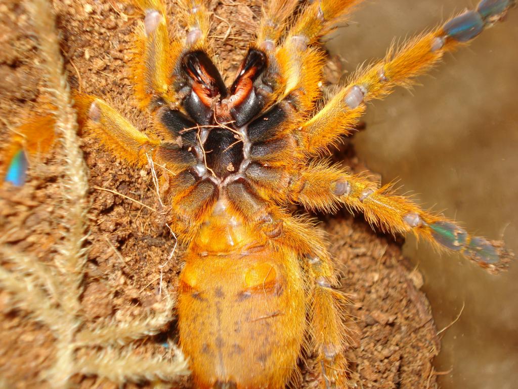 4" P. Murinus M Or F??