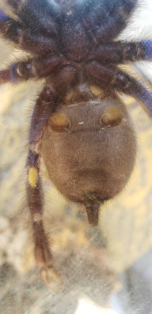 4" Poecilotheria metallica.  M or F?