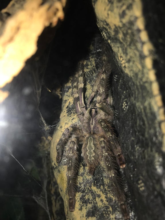 4" poecilotheria vittata sex?