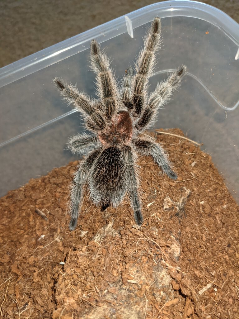 4" unsexed Grammostola porteri