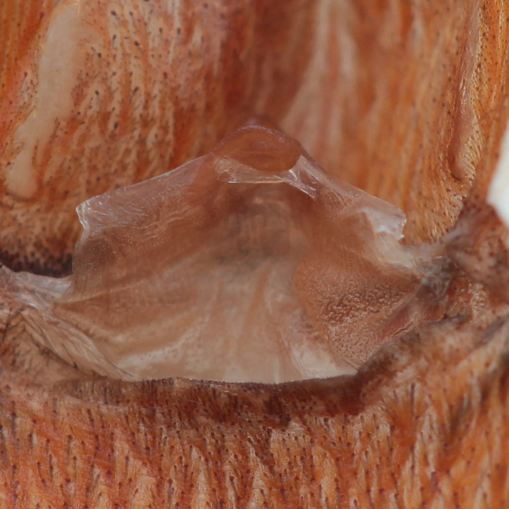 4in or so P. murinus female