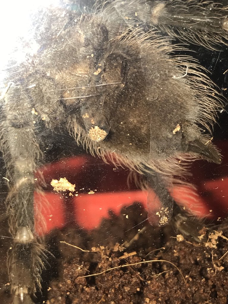 4inch lasiodora parahybana