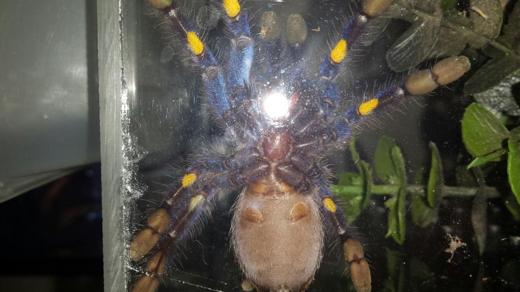 4inch p metallica male or female?