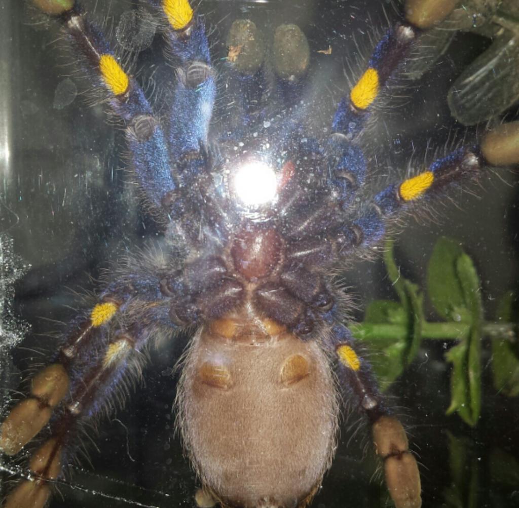 4inch p metallica male or female?