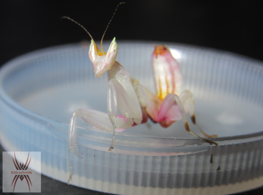 4L Orchid Mantis