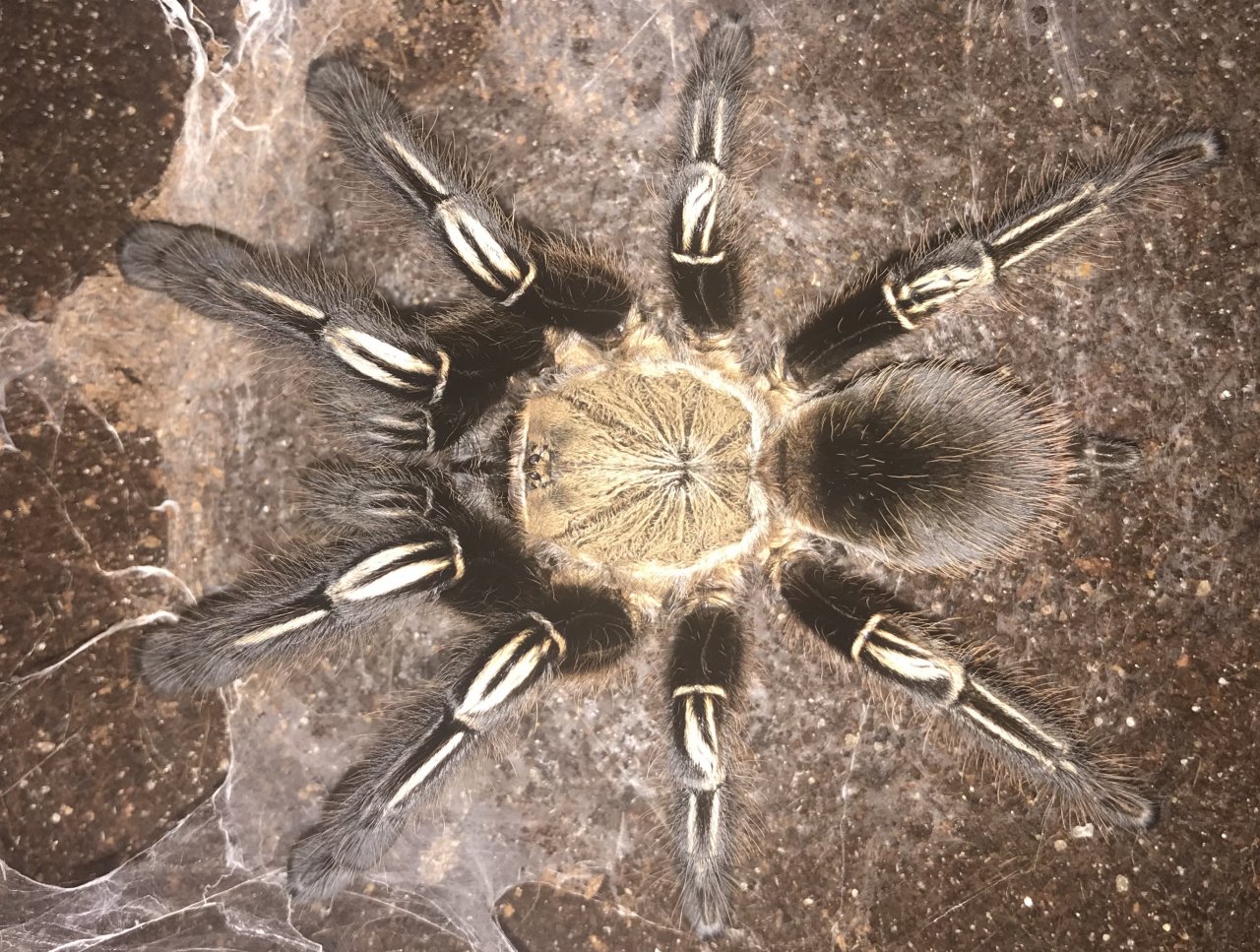 5”-5.25” Female Ephebopus murinus (Skeleton Tarantula)