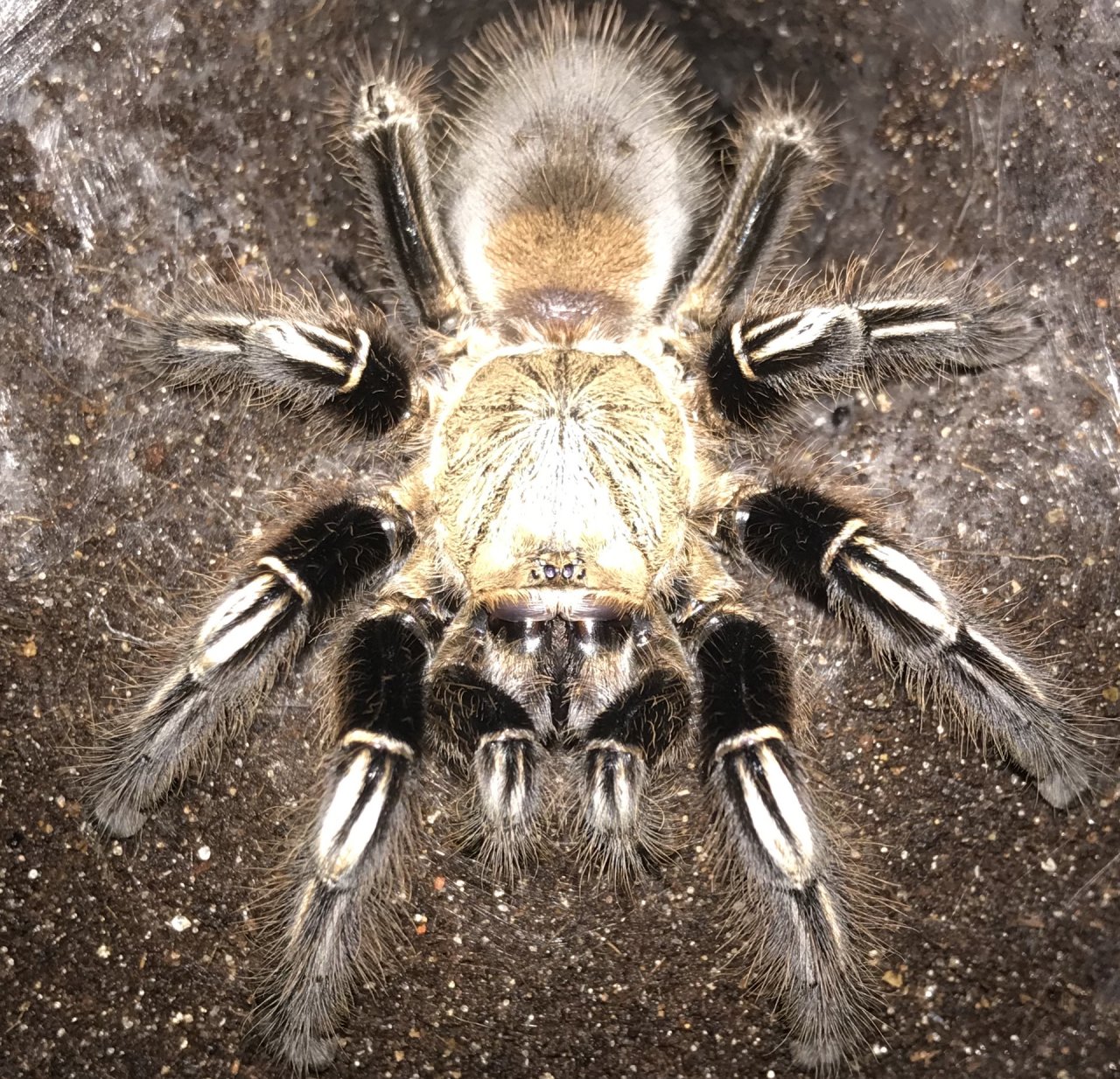 5”-5.25” Female Ephebopus murinus (Skeleton Tarantula)