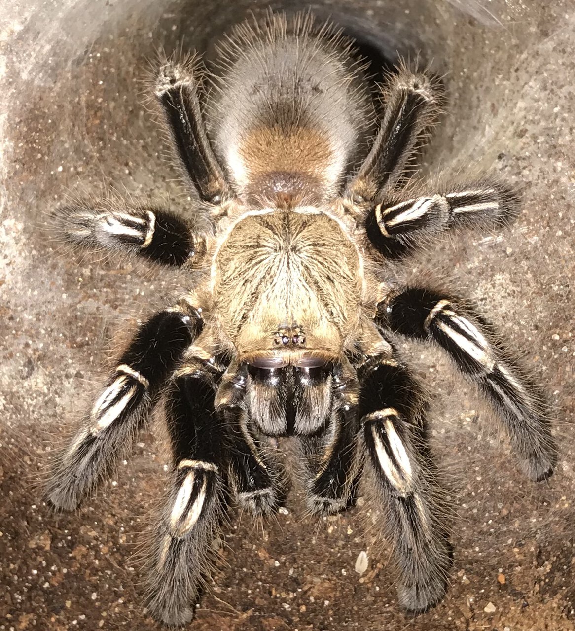 5”-5.25” Female Ephebopus murinus (Skeleton Tarantula)