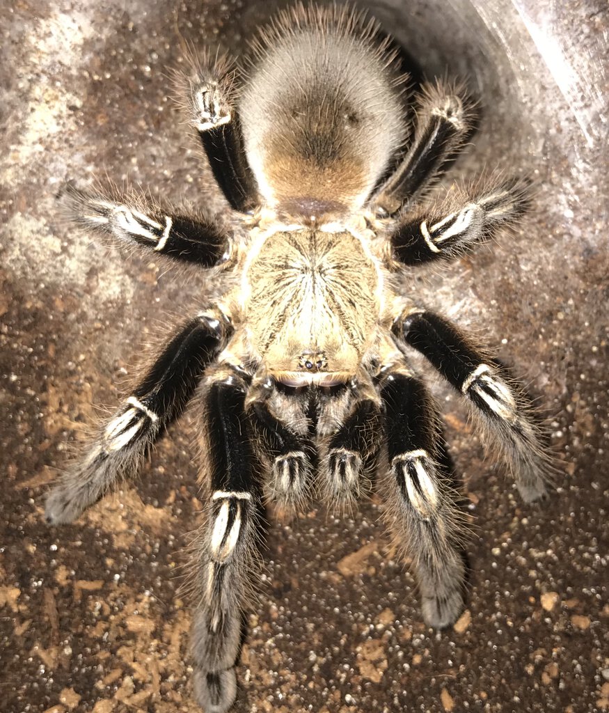 5”-5.25” Female Ephebopus murinus (Skeleton Tarantula)