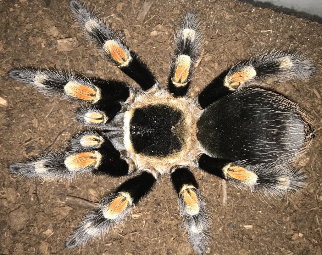 5”-5.5” Female Brachypelma hamorii