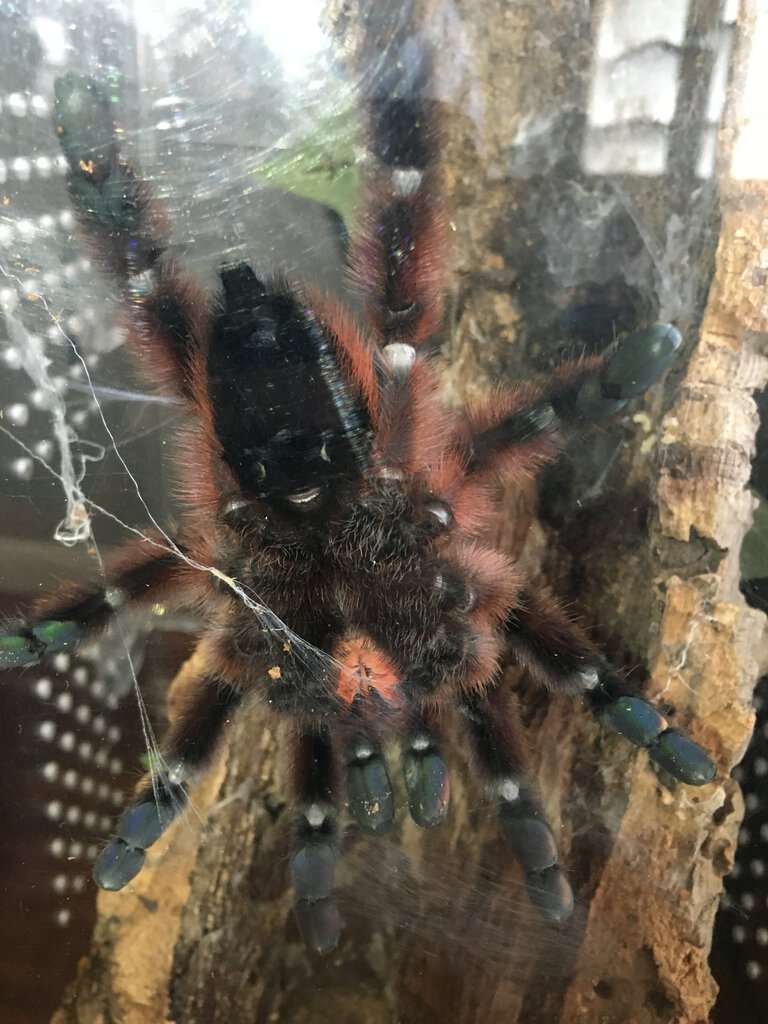 5” C Versicolor