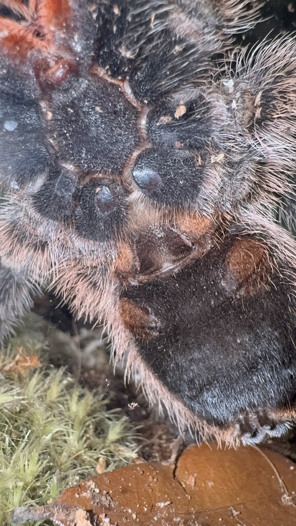 5” dls Grammostola Pulchripes