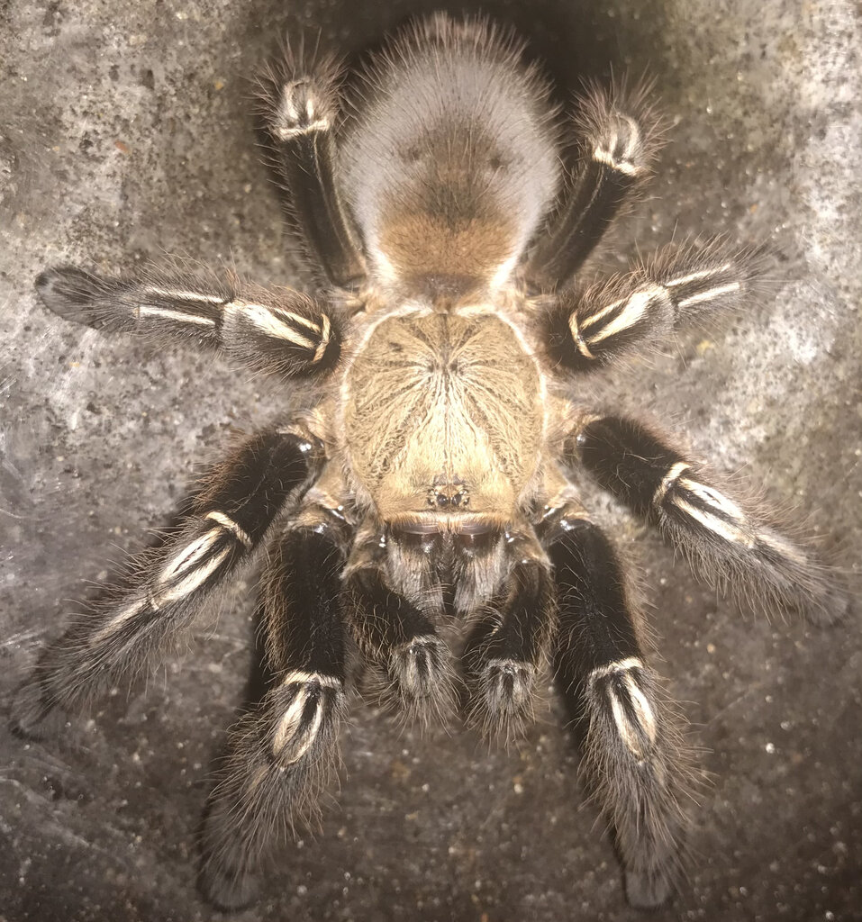 5”+ Female Ephebopus murinus (Skeleton Tarantula)