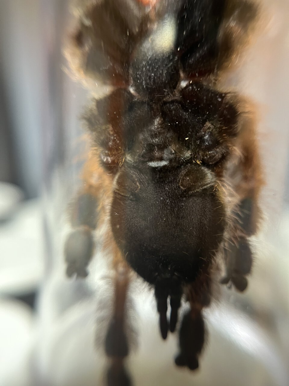 5” Stromatopelma calceatum