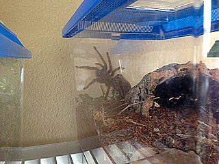 5 1/2" G rosea