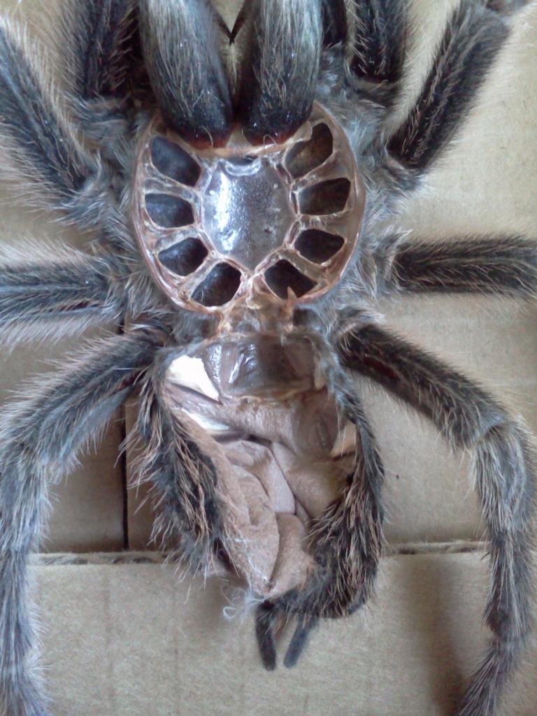 5.5&quot;+ G. Rosea, Female or Male??? Suspected Female!