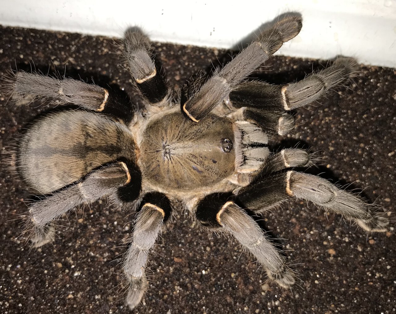 5.75”-6.25” Female Cyriopagopus minax (Thailand Black Tarantula)