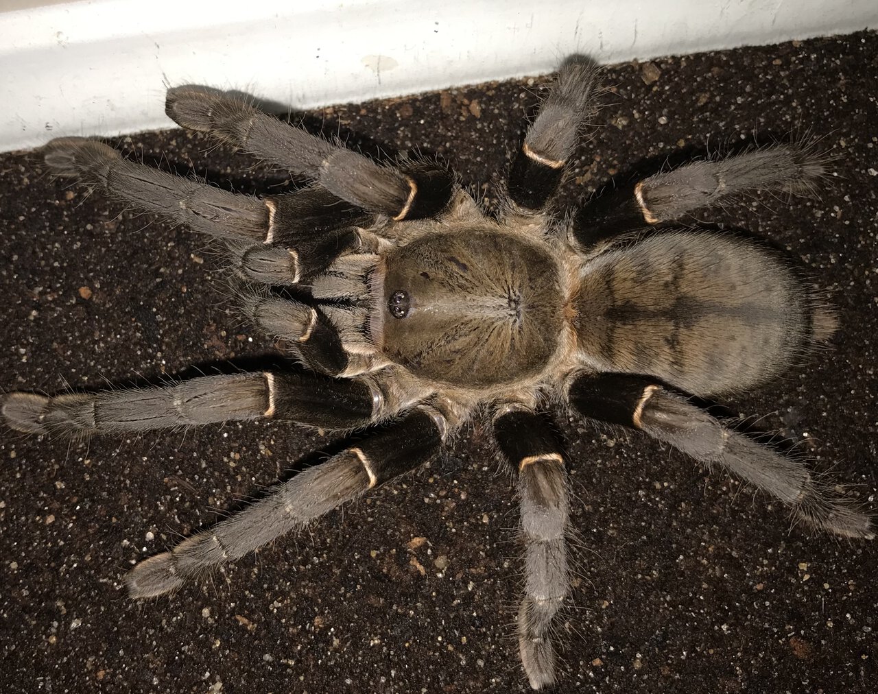 5.75”-6.25” Female Cyriopagopus minax (Thailand Black Tarantula)