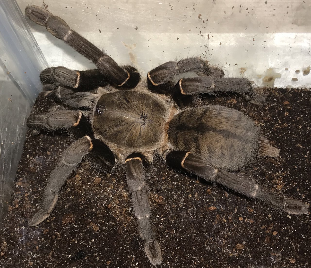 5.75”-6.25” Female Cyriopagopus minax (Thailand Black Tarantula)