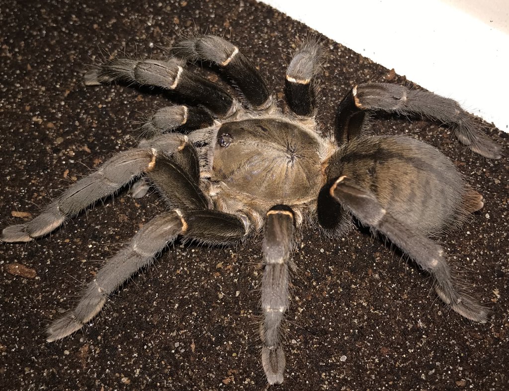 5.75”-6.25” Female Cyriopagopus minax (Thailand Black Tarantula)