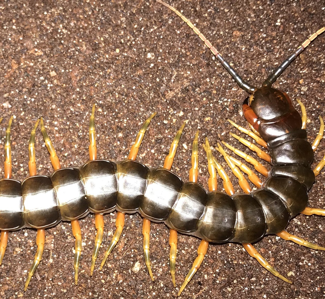 5.75”-6.25” Suspect Male Scolopendra galapagoensis (Darwin’s Goliath Centipede)