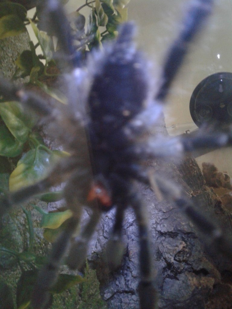 5" Avicularia avicularia [ventral sexing] [1/2]