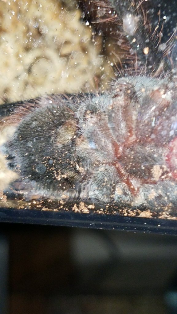 5" Brachypelma vagans [ventral sexing] [1/2]