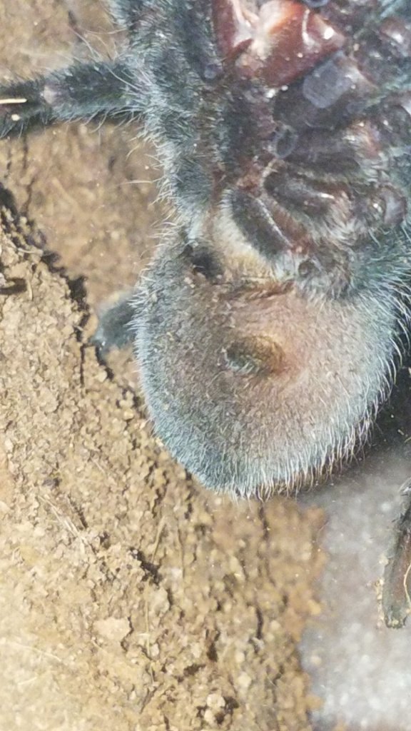 5" Brachypelma vagans [ventral sexing] [2/2]