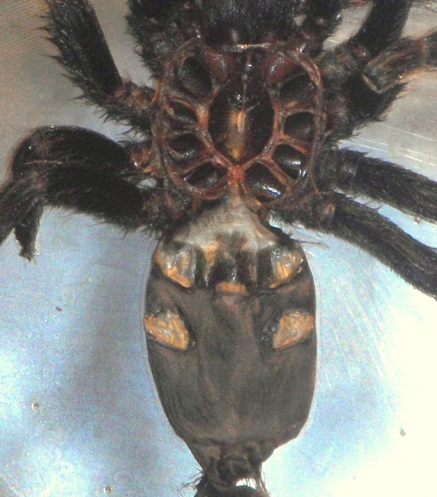 5 inch N. cromatus