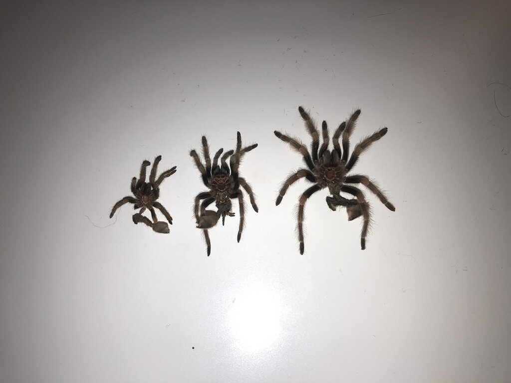 5 months and 3 molts
