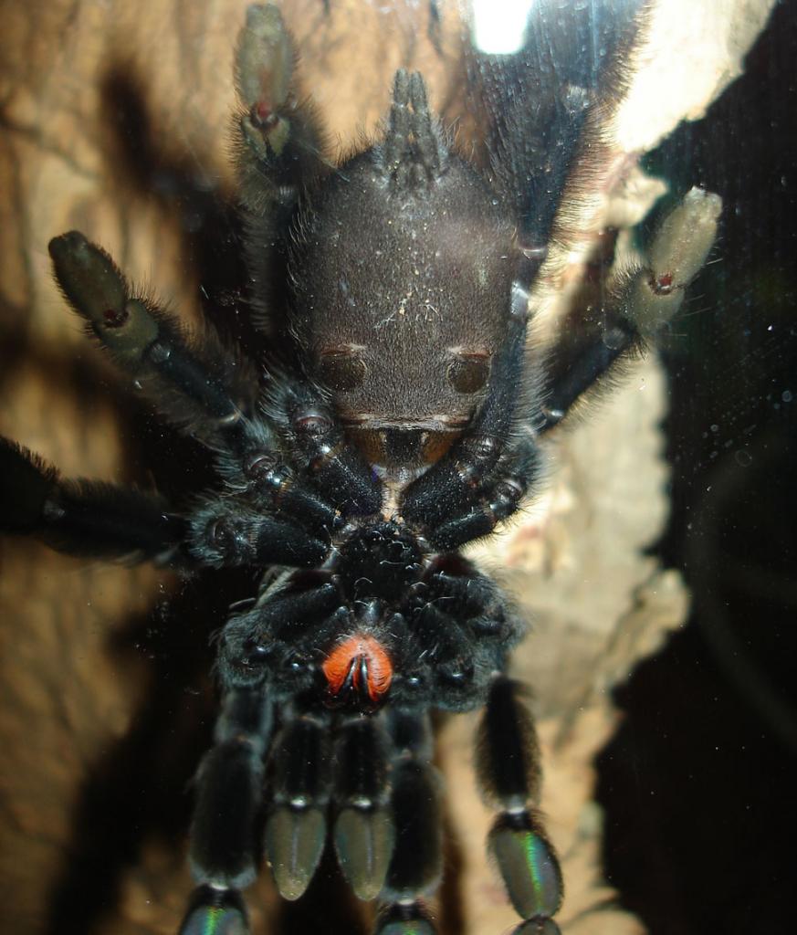 5" P.irminia - male or Female?